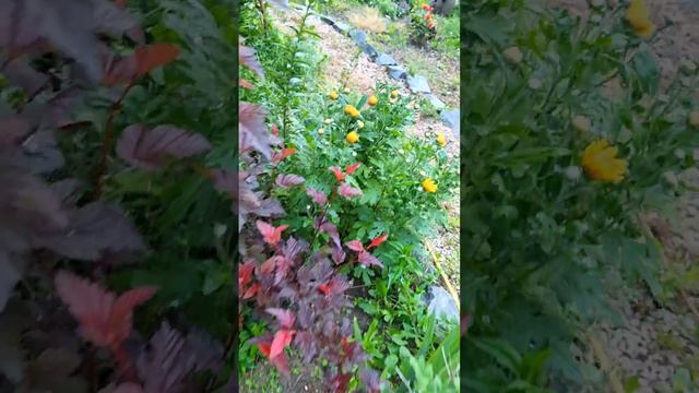 Наше хозяйство Крым.Дожди каждый день#крым#crimea#dogs #pekingese#spitz#собака#nature #природа#цвет смотреть онлайн