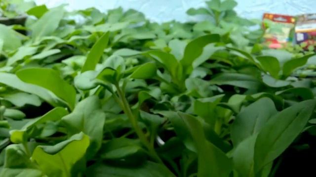 1001 Петуния Подводим итоги (завершаюшая часть) смотреть онлайн