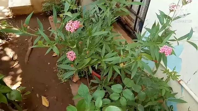 Panama rose/bush Pentas plant care in tamil смотреть онлайн