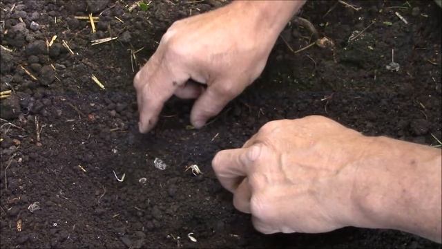 Огурцы. Посадка семян огурцов в открытый грунт. смотреть онлайн