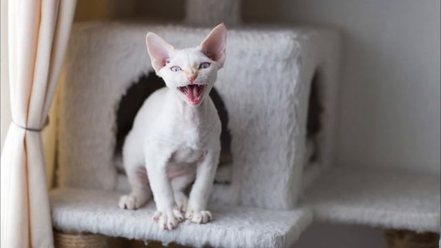 6 Things You Must NEVER Do With Your Devon Rex Cat смотреть онлайн