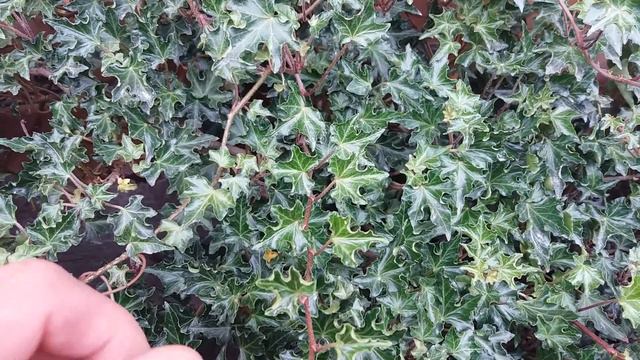 Плющ звичайний Hedera helix "Ivalece" смотреть онлайн