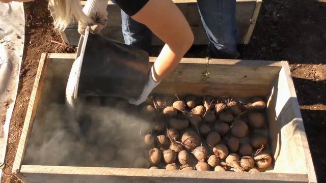 КАК ПРАВИЛЬНО ХРАНИТЬ РЕДЬКУ ,МОРКОВЬ,СВЕКЛУ в ДОМАШНИХ УСЛОВИЯХ ЗИМОЙ смотреть онлайн