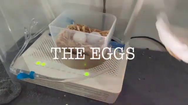 UPDATE ABOUT KIWI MY COCKATIEL and HER EGGS!!! смотреть онлайн