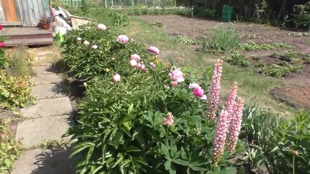 ПРИРОДА! ДАЧА! БАНЯ! смотреть онлайн