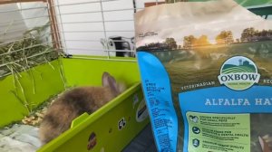 Карликовый кролик. Что нужно для его содержания?