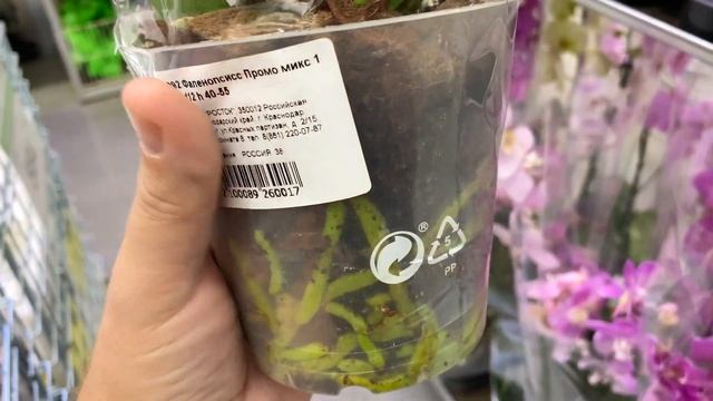 завоз орхидей в 3 раза дешевле НЕОЖИДАННЫЕ орхидеи смотреть онлайн