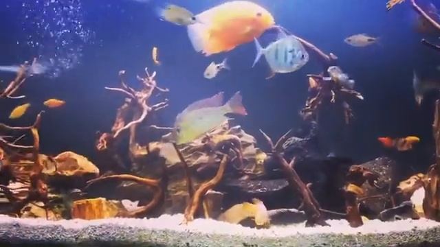 Biotope setup смотреть онлайн