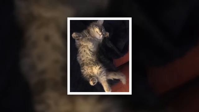 Нежный котенок каждый день греет голову больной раком хозяйки. Женщина пошла на поправку смотреть онлайн