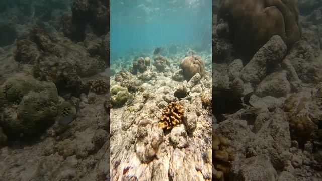 прибрежный риф#подводныймир#дайвинг#индийскийокеан