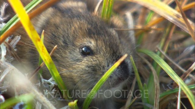 Lemming On Tundra In Northern Alaska, Prey Species, Arctic Rodent смотреть онлайн