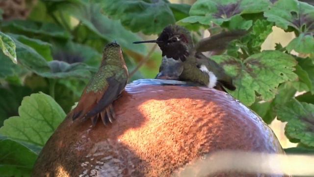 HUMMINGBIRDS Live & Nest in our Garden EASY to Attract DIY Nectar Recipe, ALL Species in California смотреть онлайн