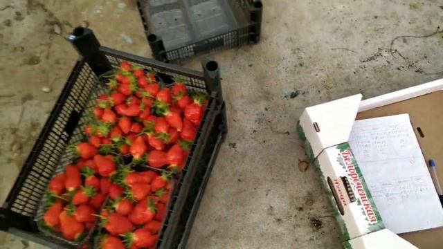 Сбор клубники. смотреть онлайн