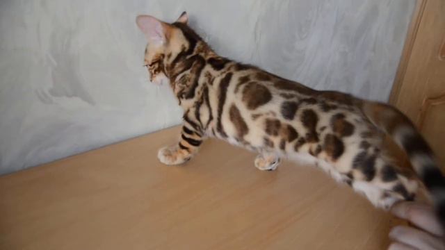 Бенгальский котенок смотреть онлайн