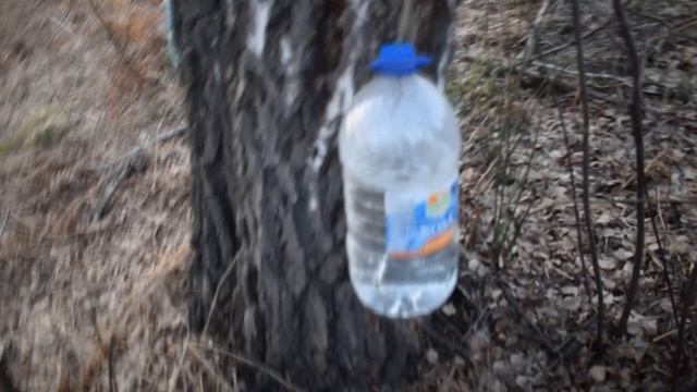 СОБИРАЕМ БЕРЁЗОВЫЙ СОК, ПРОБУЮ смотреть онлайн
