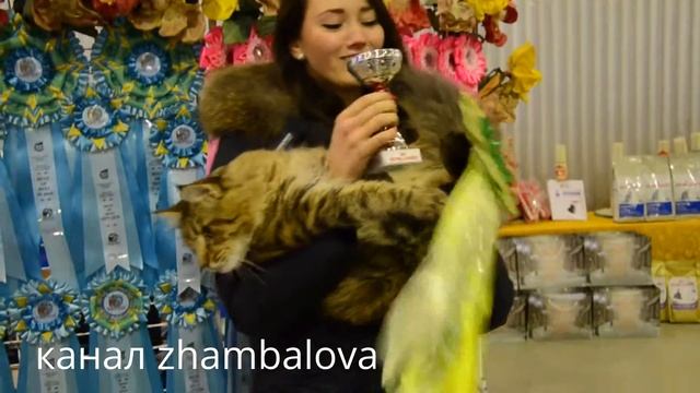 2014 КОТ Мейкун победитель призер выставка ВДНХ смотреть онлайн