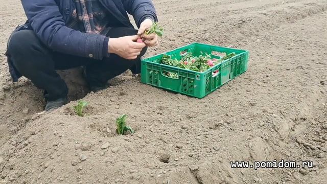 Редис на свои семена 2. Плодородие Вашей Земли 2 продолжение. Сортировка и отбор сортового редиса. смотреть онлайн