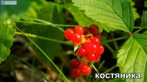 Окружающий мир. Растения леса.