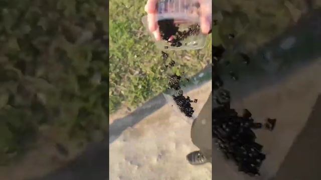 Купили самую дорогую чёрную икру в мире!!! смотреть онлайн