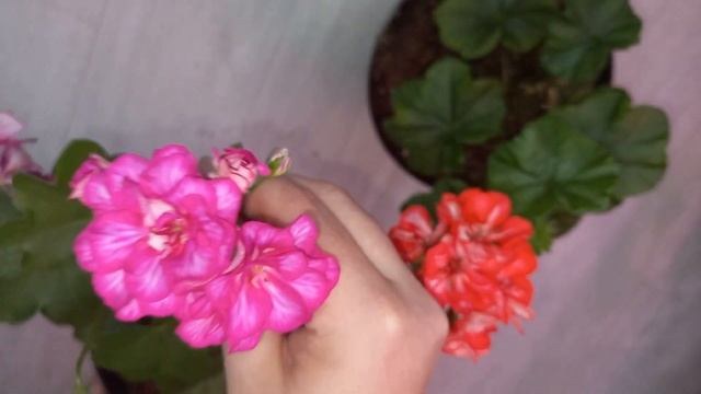 РАС Mexica Nealit и Toscana Okka, эффектные плющелистные пеларгонии смотреть онлайн