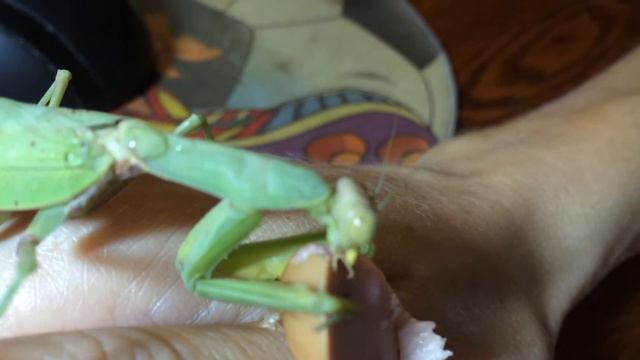 Богомол ест сосиску смотреть онлайн