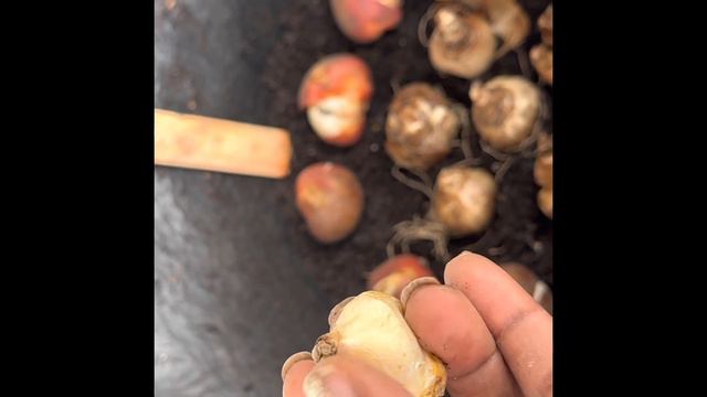 Spring Bulbs ~ Lasagna Garden | Tulips, Daffodils, Muscari | Gardening Mindfully смотреть онлайн