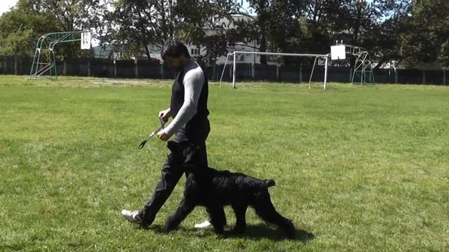 РЧТ Юстиция с Босфора Восточного смотреть онлайн