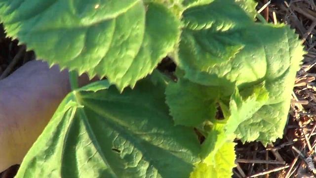 ХОТИМ ВЫРАЩИВАТЬ ПАВЛОВНИЮ ДЕРЕВОМ ,А НЕ КУСТОМ смотреть онлайн