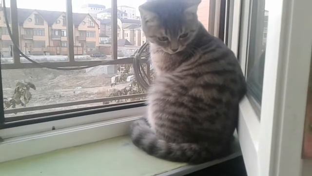 Сидим смотрим в окно. смотреть онлайн