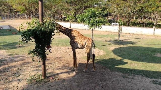 Giraffa Camelopardalis смотреть онлайн
