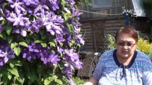Клематисы третьей группы обрезки  Посадка и уход. Сайт "Садовый мир"