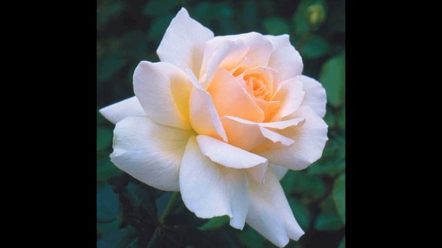 Краткое содержание Сказка о жабе и розе. Гаршин В. М. Пересказ за 5 минут смотреть онлайн