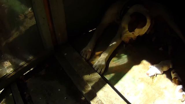 Relax. American bulldog puppies age 10 hours. Щенки американского бульдога возраст около 10 часов смотреть онлайн