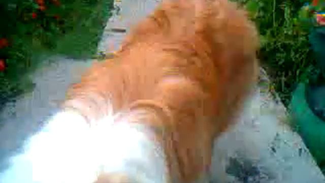щенок колли 6 мес - Орин