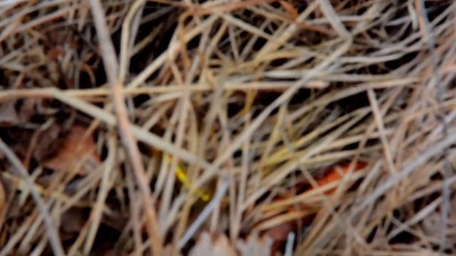 The Beauty Of Nature - Ussuriisk Уссурийск. Nikon 7100 смотреть онлайн