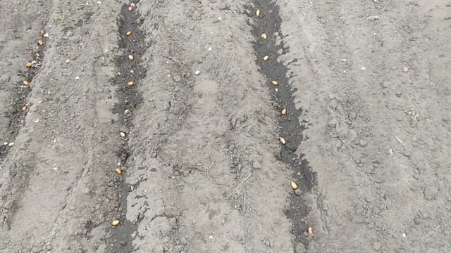 Пробую вырастить арахис!) Наконец-то он пророс!)