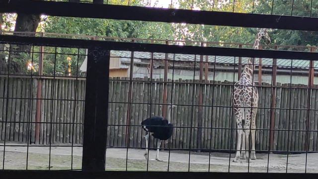 Вольер для жирафа в киевском зоопарке. смотреть онлайн