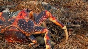 Альдабра. Путешествие к таинственному острову (2015)