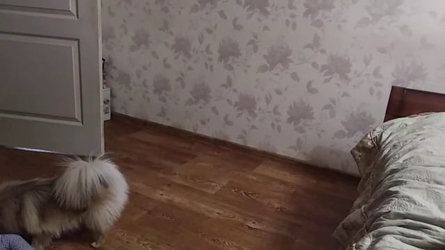 турбо шпиц🚀 смотреть онлайн