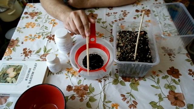 Стратификация семян плодовых культур (часть 2)