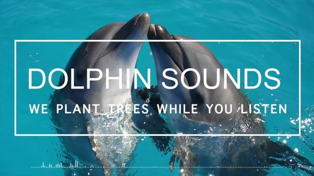 Dolphin Sounds | Real Dolphin Noises | Nature sounds with No Music смотреть онлайн