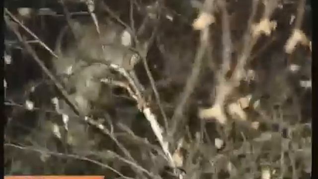 Солдат спасает кота Барсика | "А теперь домой, спать" смотреть онлайн