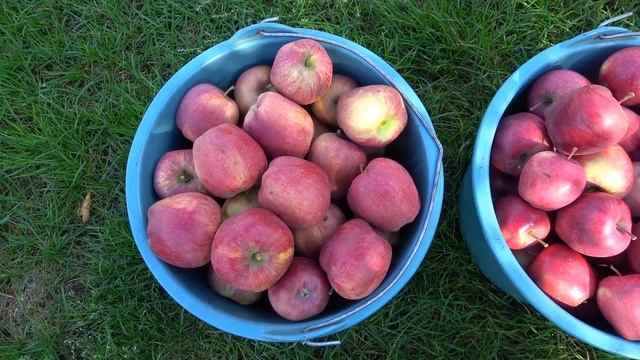 Сладкие и ароматные сорта яблонь РЕД ЧИФ и ХАРДИ СПУР ДЕЛИШЕС смотреть онлайн