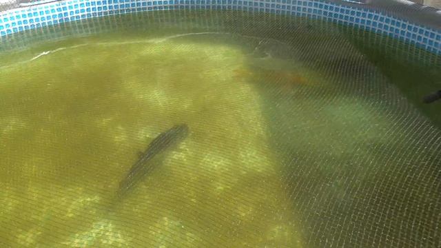 GIRLFRIEND Uses BASKET to CATCH COLORFUL FISH to BUILD Multi-Level KOI POND! смотреть онлайн