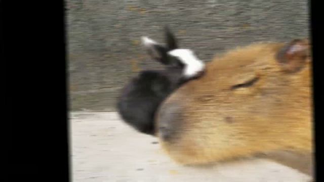 Капибара с крокодилом? смотреть онлайн