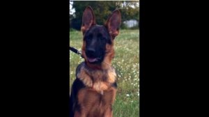 Строгий ошейник немецкая овчарка 9.5 месяцев