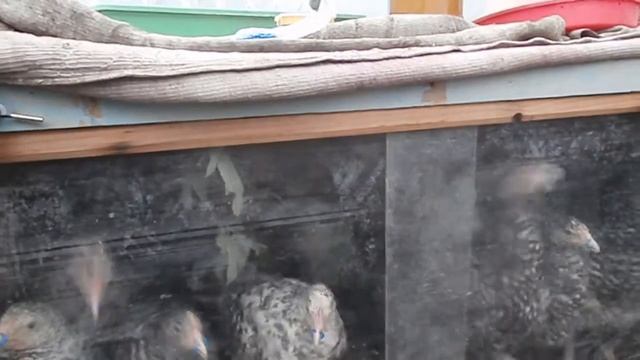 Куры расклев Метод борьбы смотреть онлайн