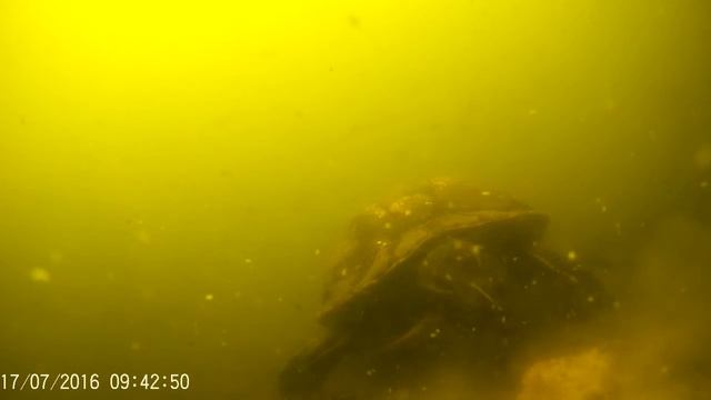 A Turtle Ate My Groundbait смотреть онлайн