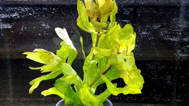 МЕКСИКАНСКИЙ ТРИХОКОРОНИС ВАРИЕГАТНЫЙ. Shinnersia rivularis "Weiss-Grun" смотреть онлайн
