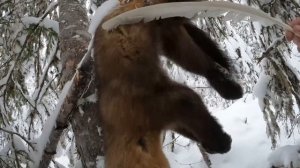 Охота на соболя капканами! Добыча соболя! #охотанасоболя